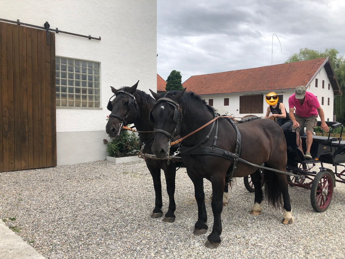 Nórico Caballo castrado 13 años 160 cm Negro in Gleichen