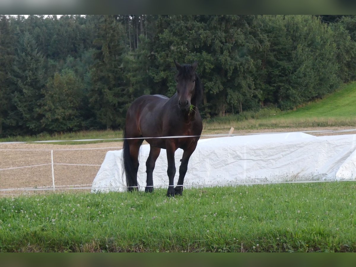 Nórico Mestizo Caballo castrado 15 años 165 cm Morcillo in Pennewang