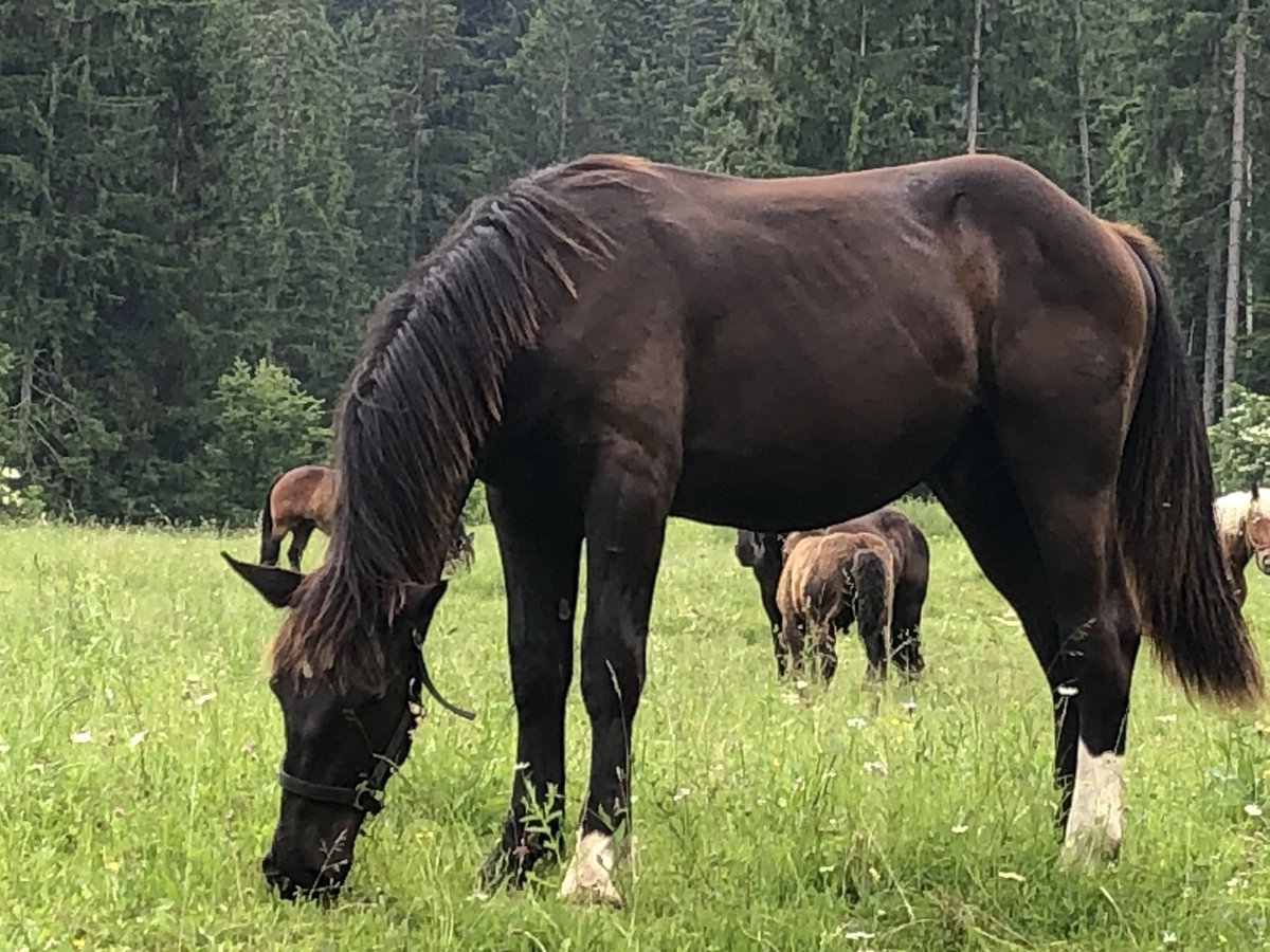 Nórico Caballo castrado 1 año 140 cm Negro in Kirchbach