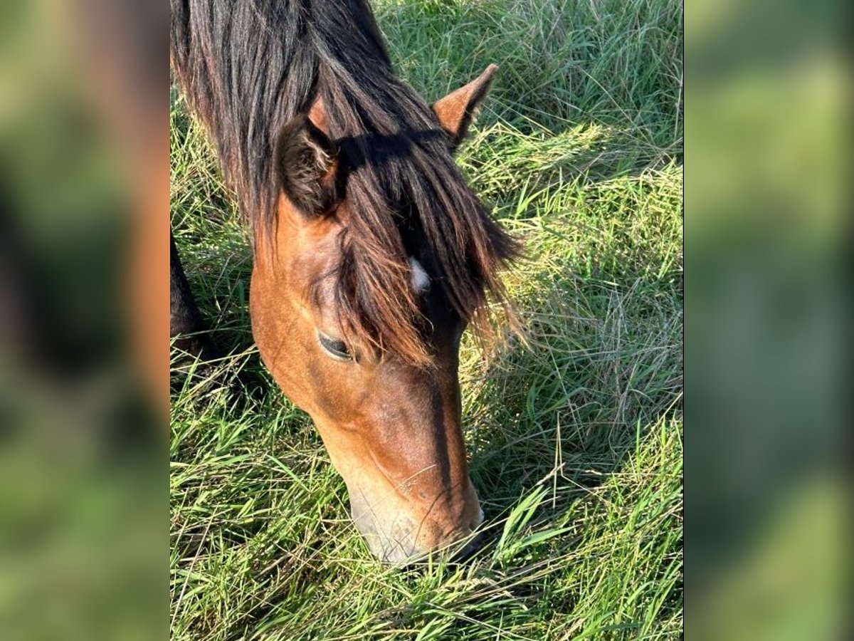 Nórico Caballo castrado 1 año Castaño in Wakendorf II