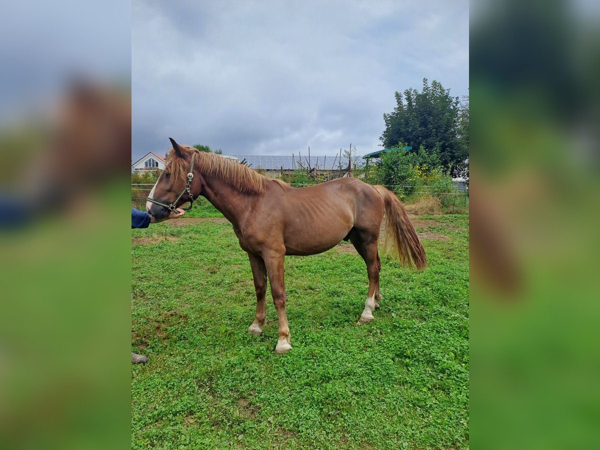 Nórico Caballo castrado 2 años 160 cm Alazán in Bad Kötzting