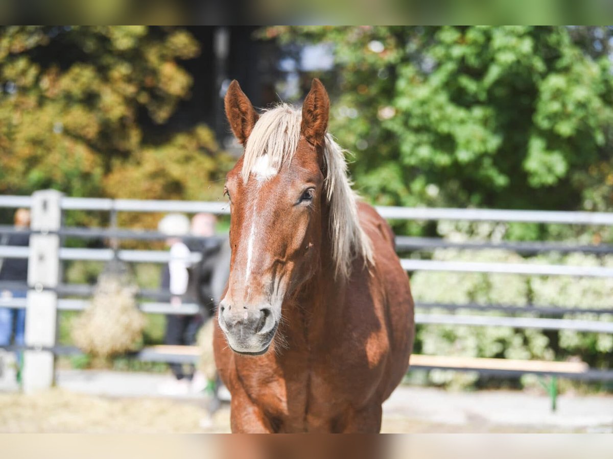 Nórico Caballo castrado 2 años Alazán in Unterletzen