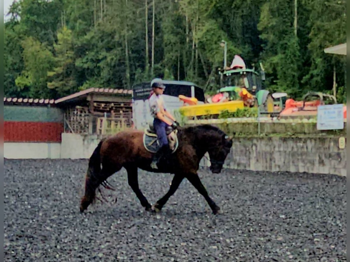 Nórico Caballo castrado 3 años Negro in Niederzier