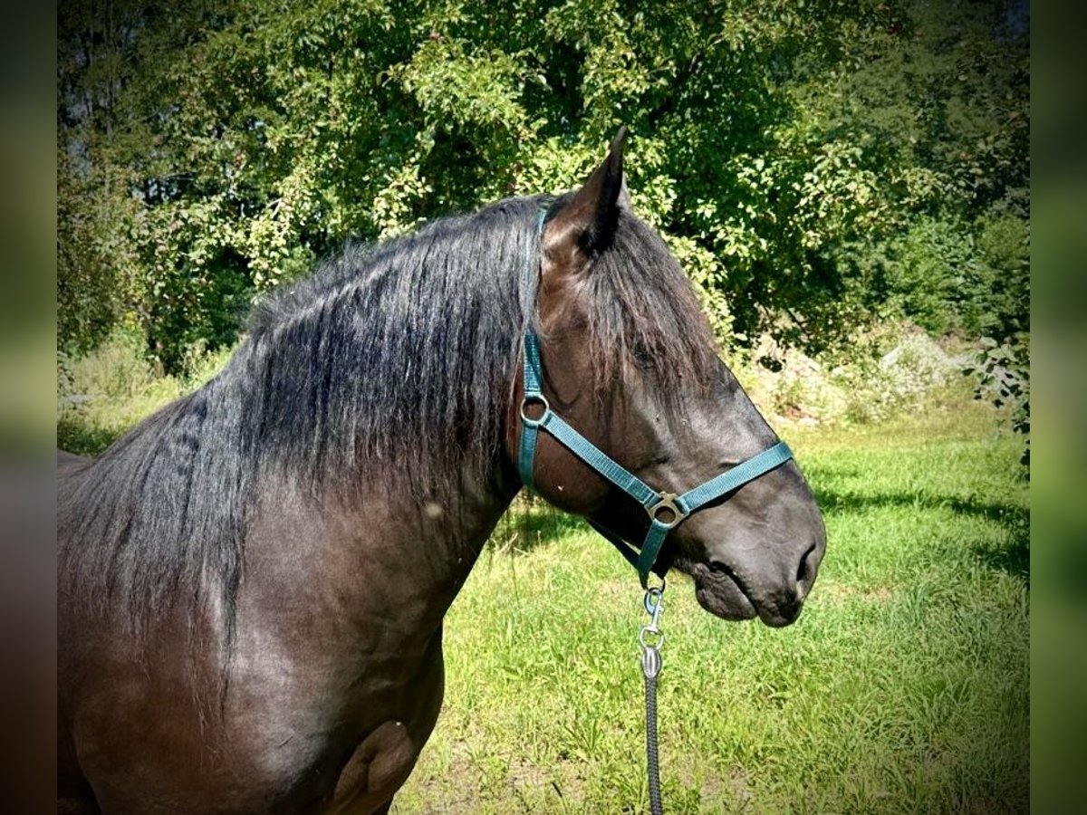 Nórico Caballo castrado 4 años 150 cm Castaño oscuro in Pelmberg