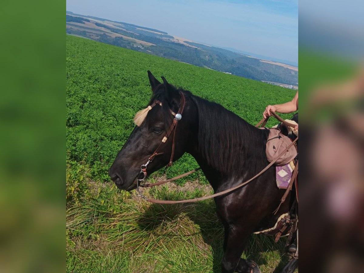 Nórico Caballo castrado 4 años 155 cm Negro in Meisenheim