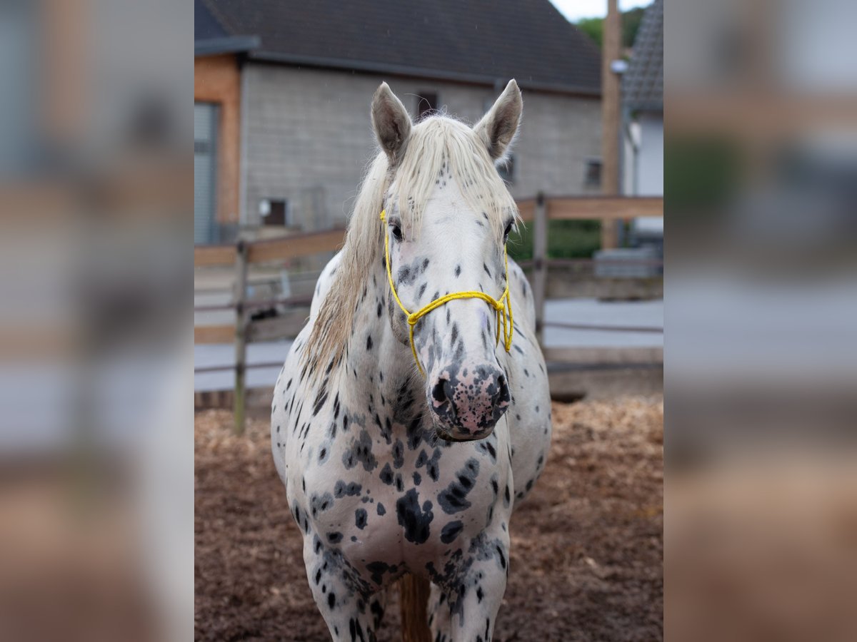 Nórico Caballo castrado 4 años 160 cm Atigrado/Moteado in Drohnecken