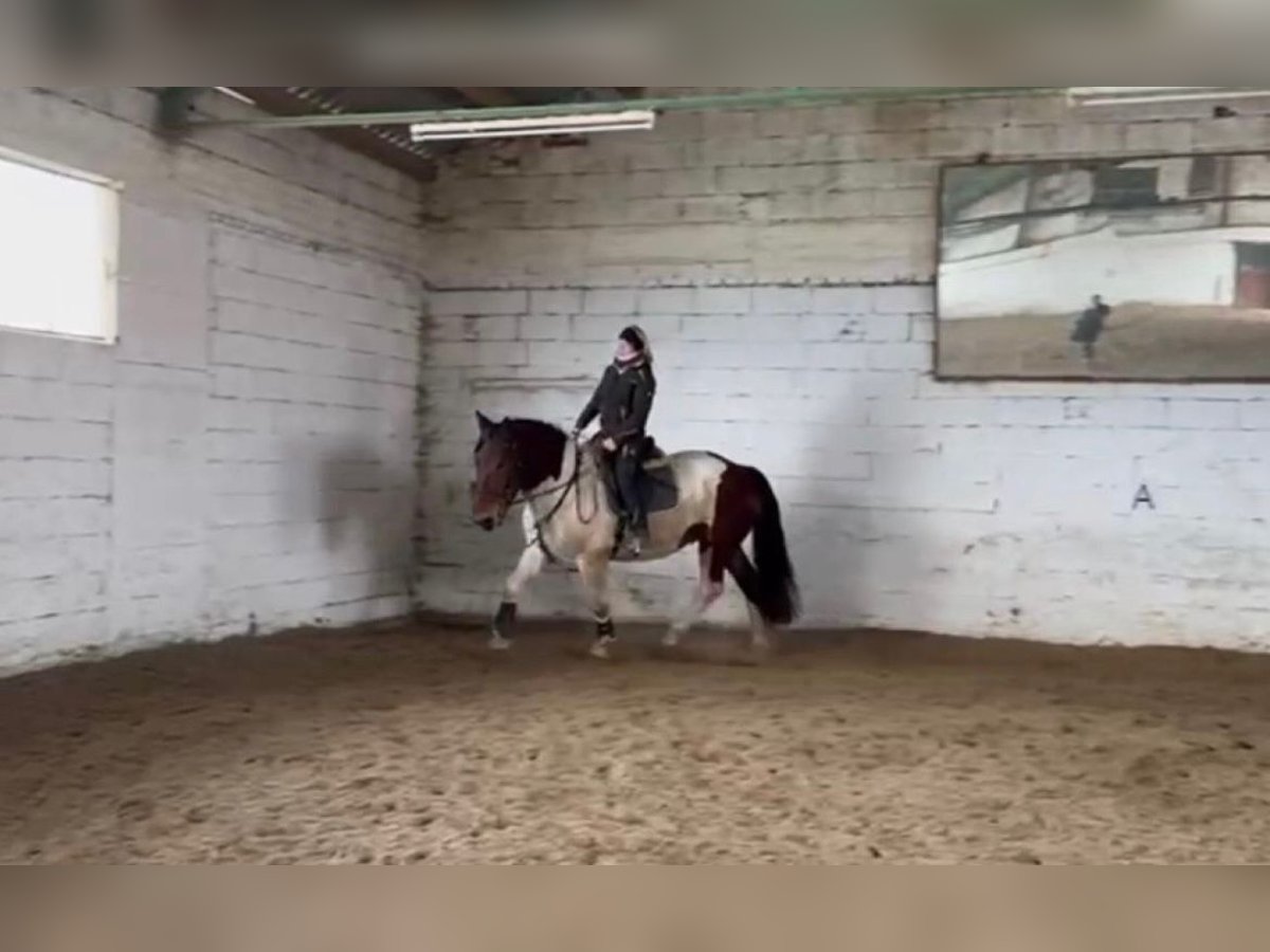Nórico Caballo castrado 4 años 164 cm Pío in Draschitz
