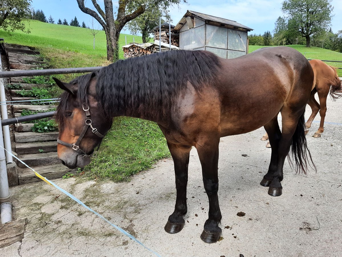 Nórico Caballo castrado 4 años 170 cm Castaño in Losenstein