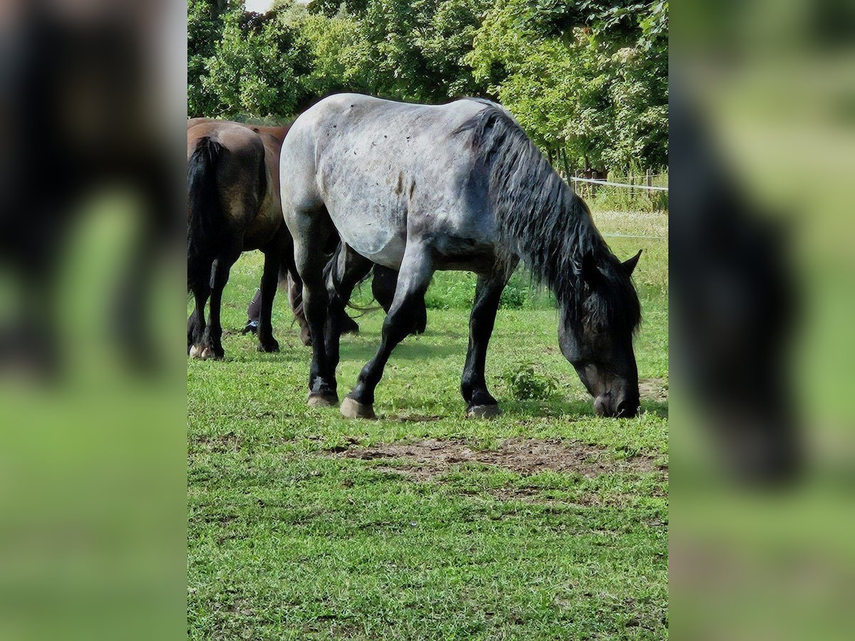 Nórico Caballo castrado 4 años in Niedere Börde