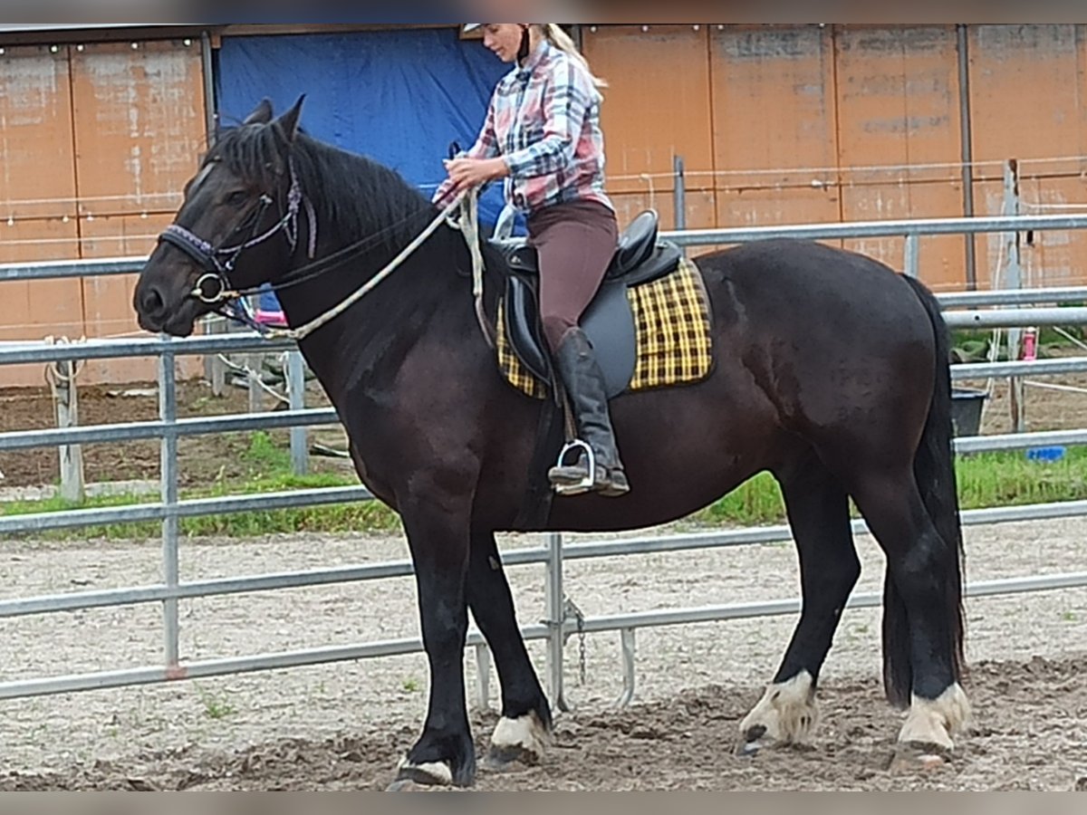 Nórico Caballo castrado 5 años 160 cm in Römhild