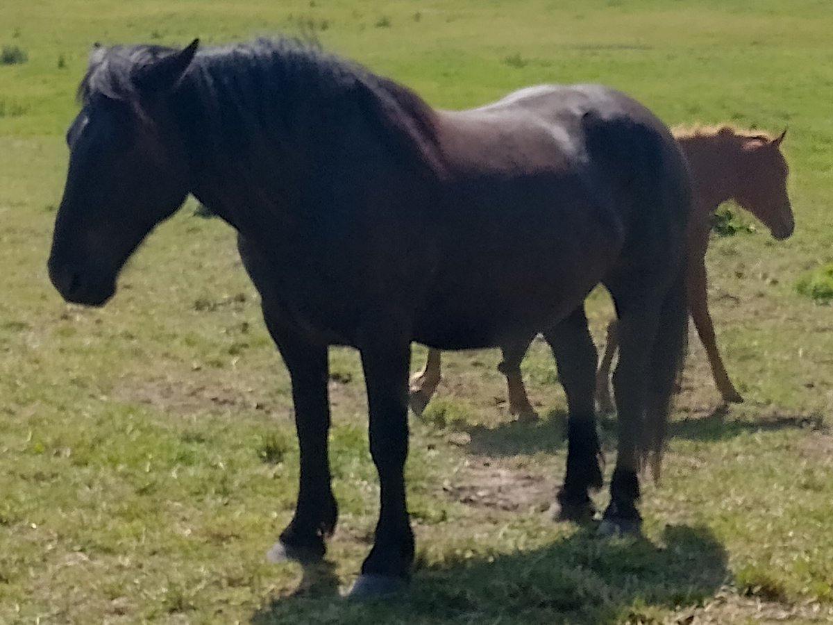 Nórico Caballo castrado 5 años 160 cm Negro in Kl&#xFC;tz