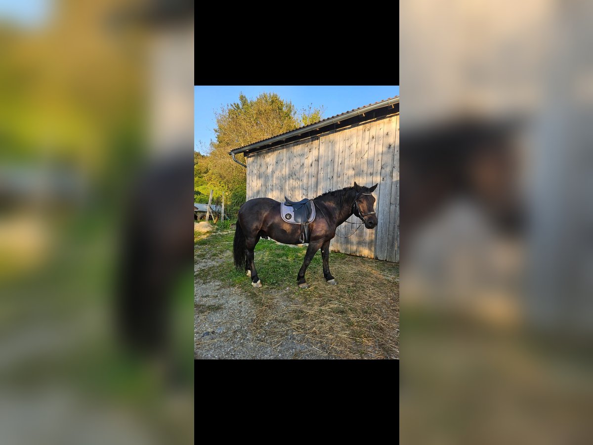 Nórico Caballo castrado 6 años 165 cm Negro in Schönberg