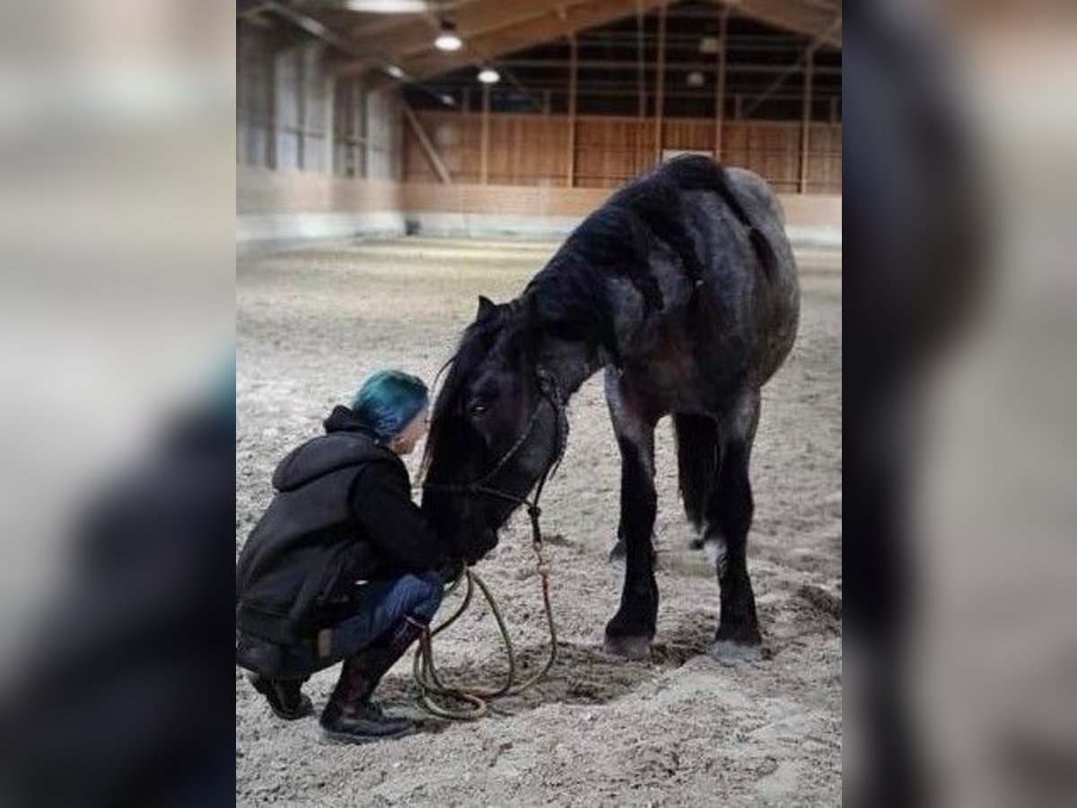 Nórico Caballo castrado 6 años 165 cm Tordillo negro in Markt Indersdorf