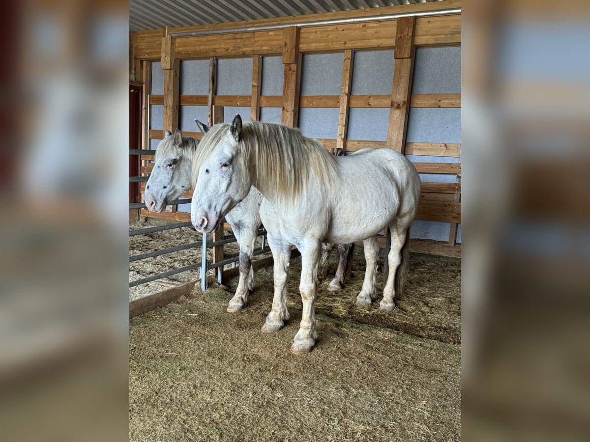 Nórico Caballo castrado 6 años 170 cm Atigrado/Moteado in Olmscheid