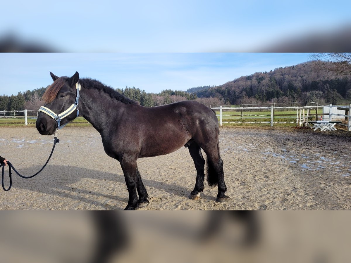 Nórico Caballo castrado 6 años 170 cm Negro in Neumarkt