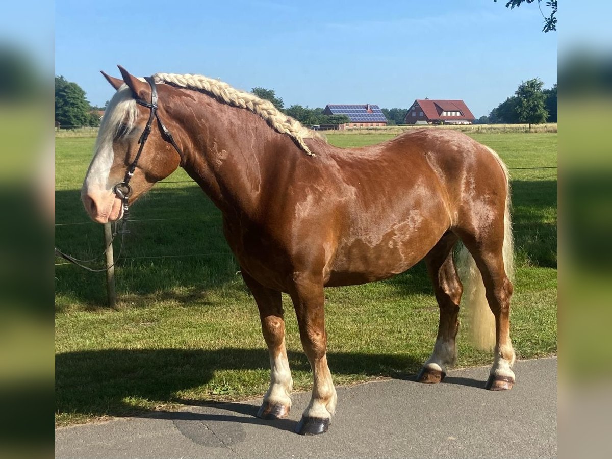 Nórico Caballo castrado 7 años 158 cm Alazán in Hopsten