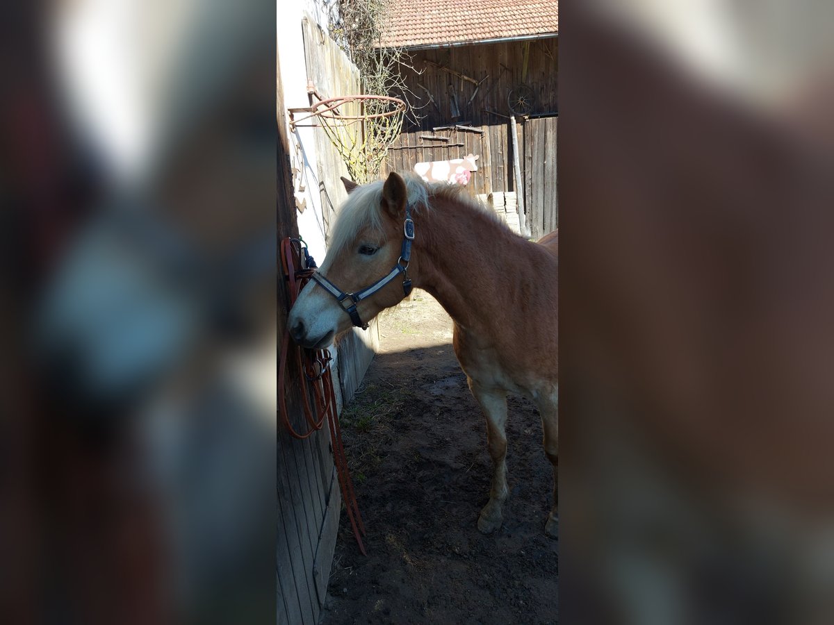 Nórico Caballo castrado 7 años 160 cm Pío in Zenting