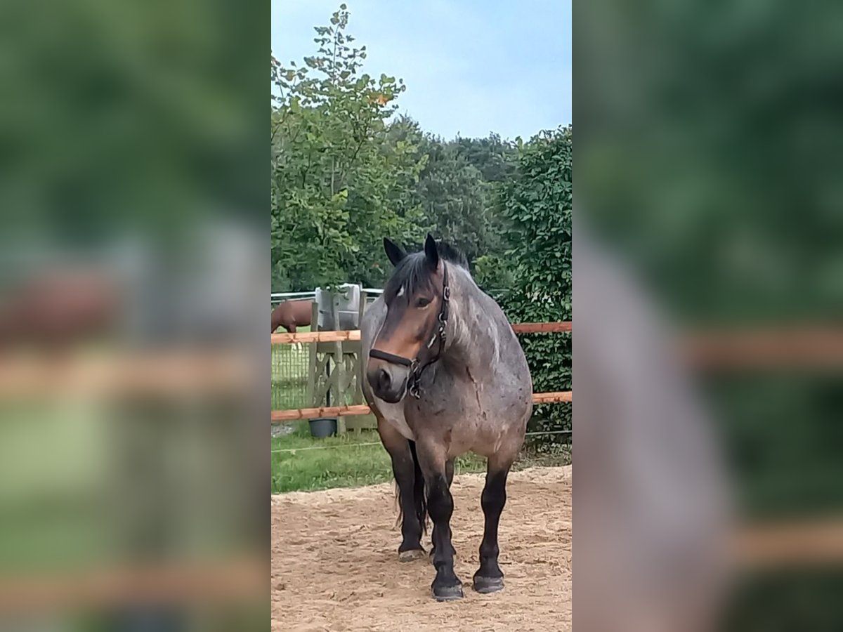 Nórico Caballo castrado 7 años 165 cm Musgo marrón in Stolberg (Rheinland)