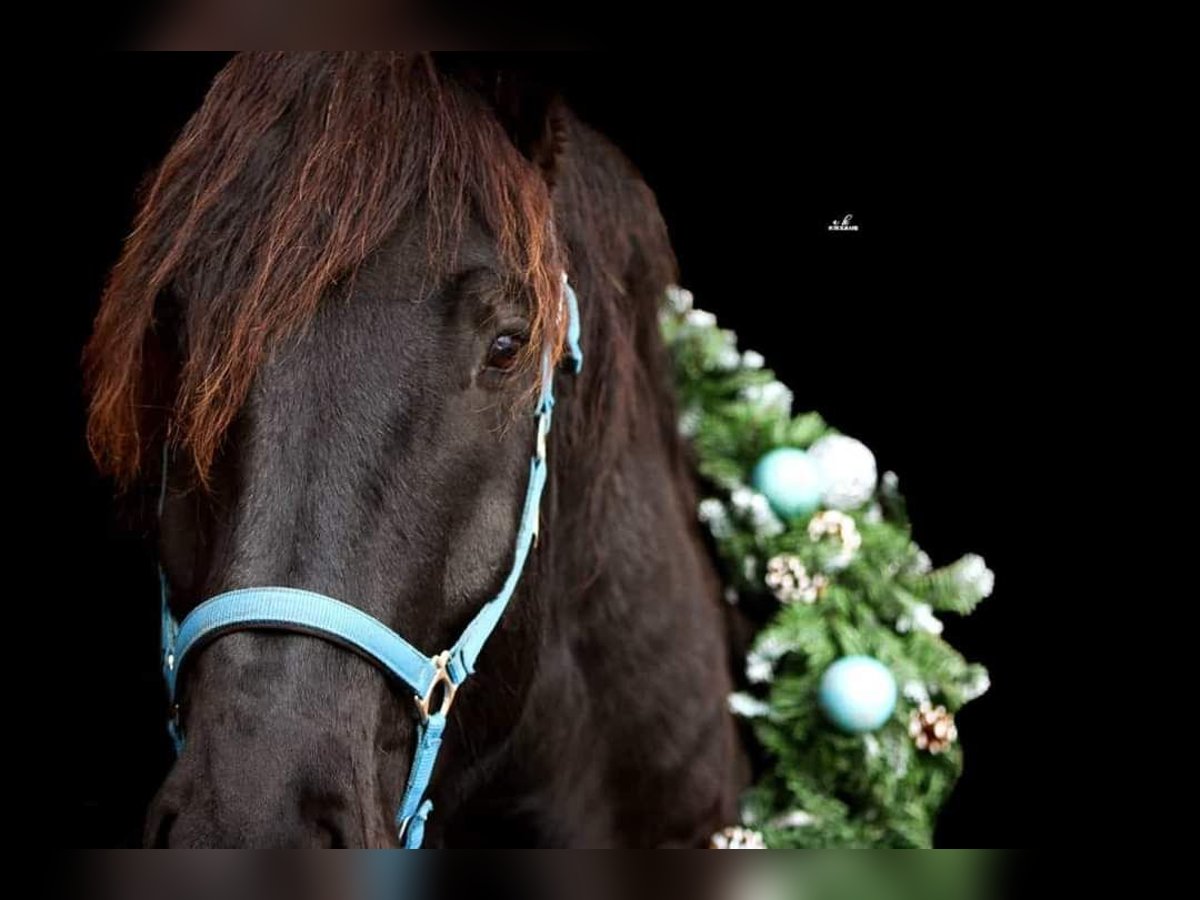 Nórico Caballo castrado 7 años 170 cm Negro in Gablern, Eberndorf in Kärnten