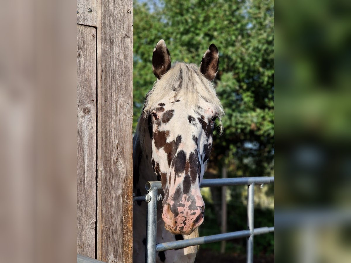 Nórico Caballo castrado 8 años 165 cm Atigrado/Moteado in Leutkirch im Allg&#xE4;u