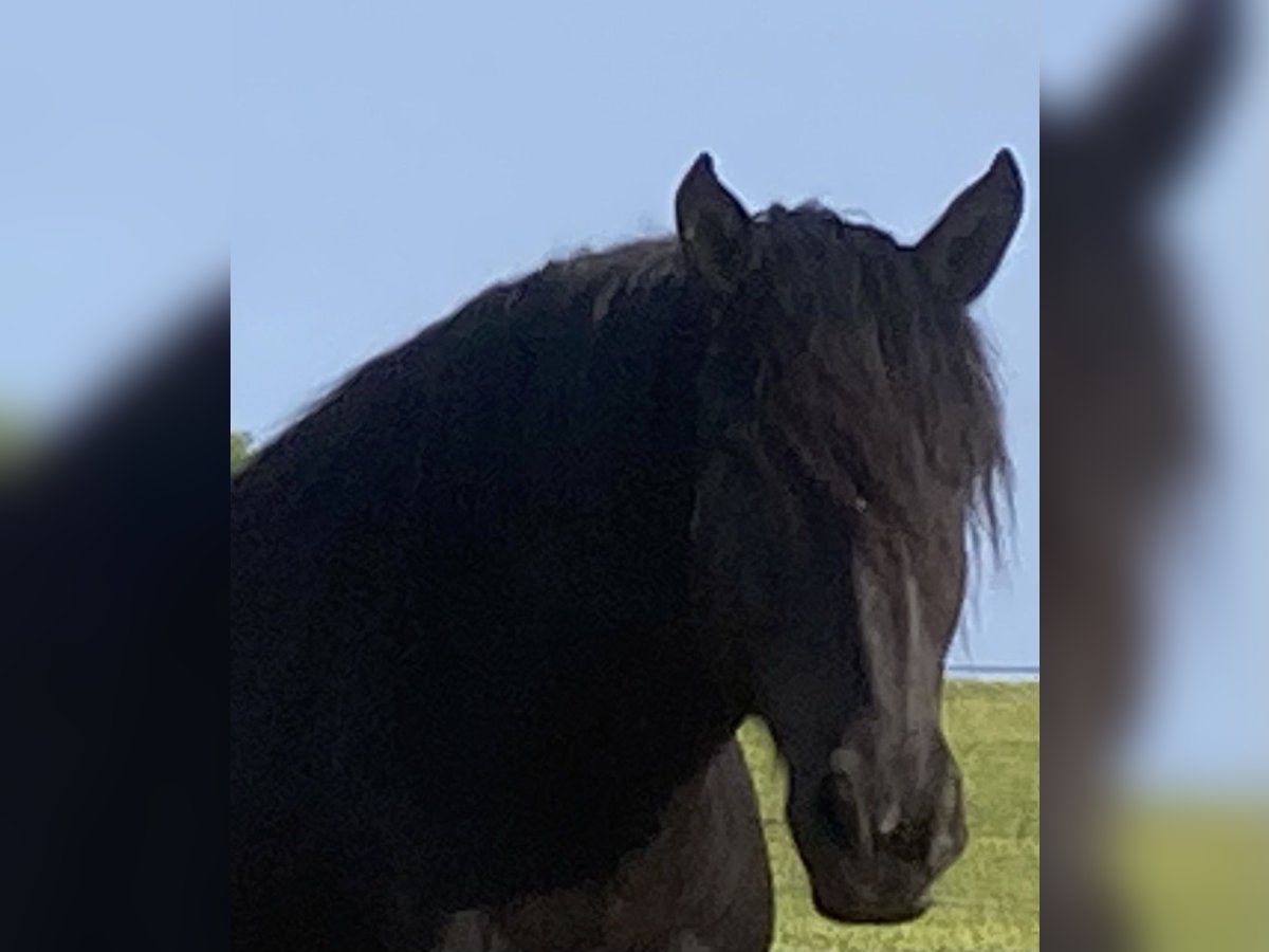 Nórico Caballo castrado 8 años 174 cm Negro in Sulz am NeckarSulz a.N.