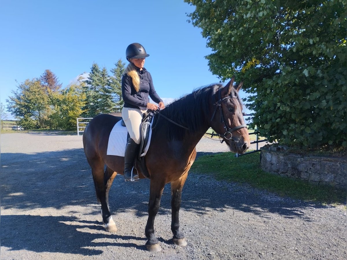 Norico Castrone 3 Anni 155 cm Baio in Nettersheim