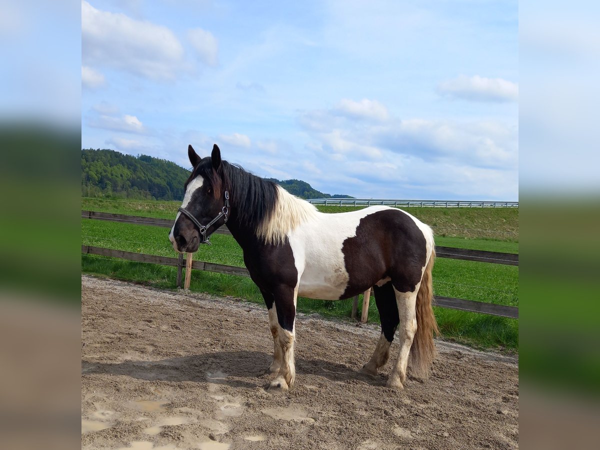 Norico Castrone 3 Anni 164 cm Pezzato in Munderfing