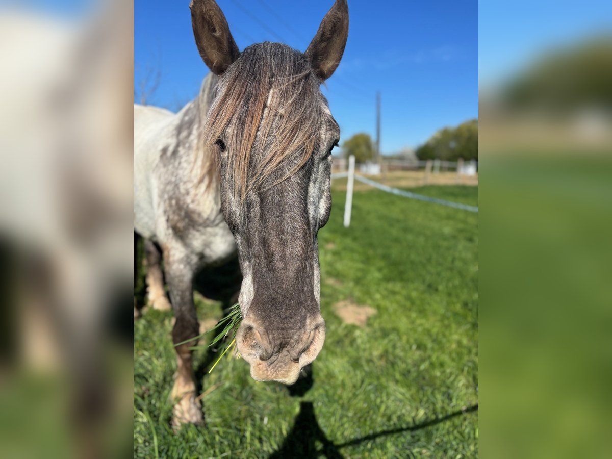 Norico Castrone 7 Anni 170 cm Grigio in Kevelaer