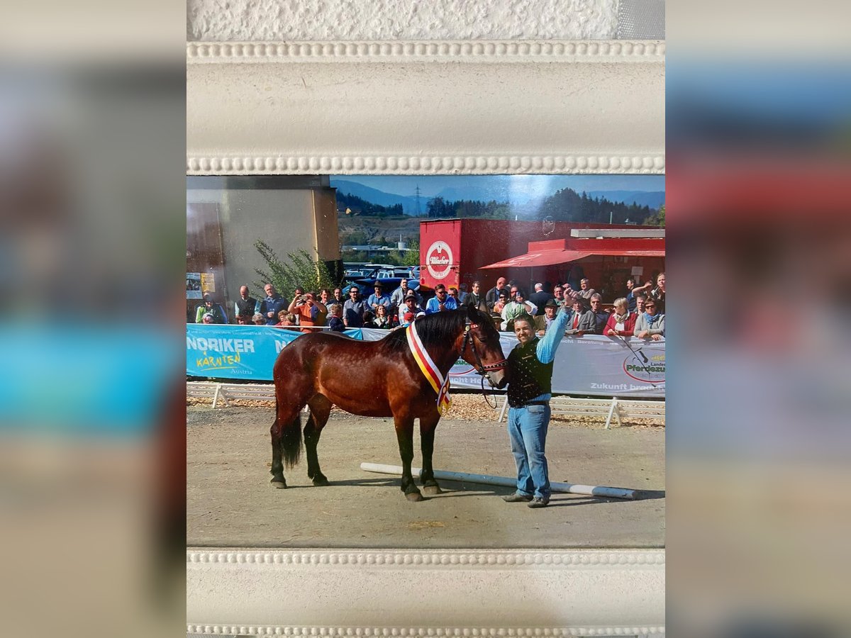 Norico Giumenta 10 Anni 163 cm Baio in Göriach