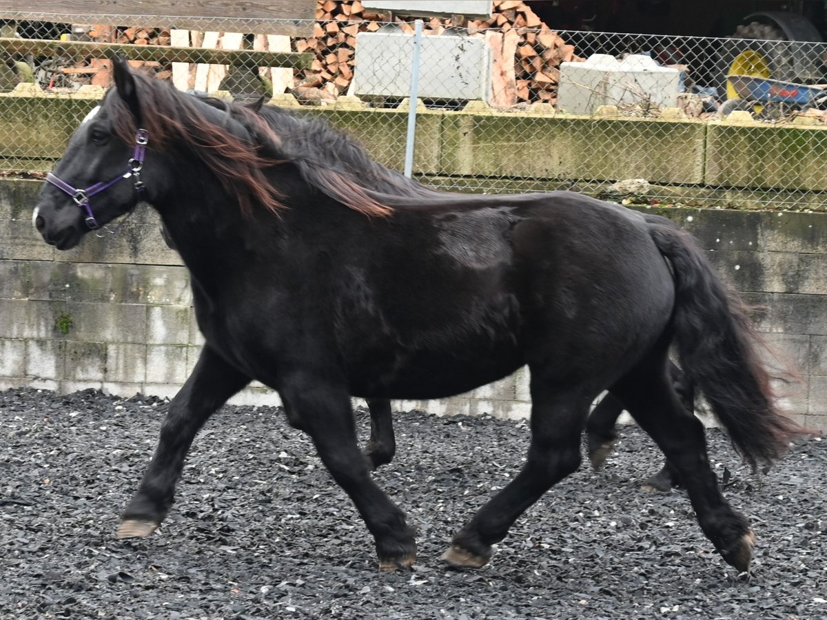 Norico Giumenta 11 Anni 156 cm in Küssaberg