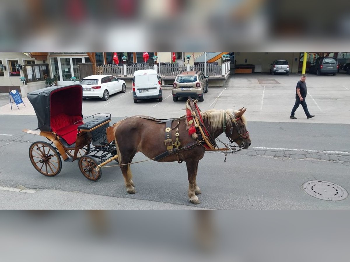 Norico Giumenta 16 Anni 165 cm Sauro in Obertilliach