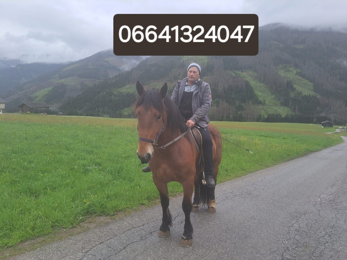 Norico Giumenta 4 Anni 162 cm in Obertilliach