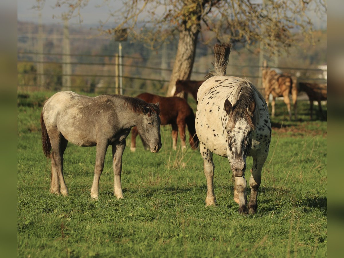 Norico Giumenta 7 Anni 154 cm Leopard in Waldshut-Tiengen