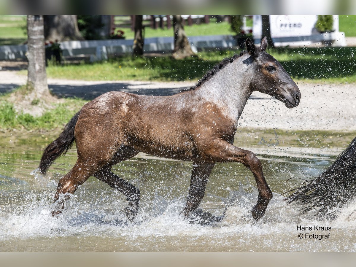 Norico Giumenta Puledri (03/2024) 160 cm Grigio in Lambach