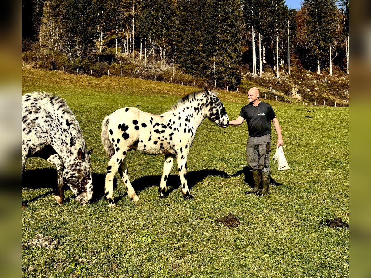 Nórico Semental 1 año Atigrado/Moteado in Maria Alm