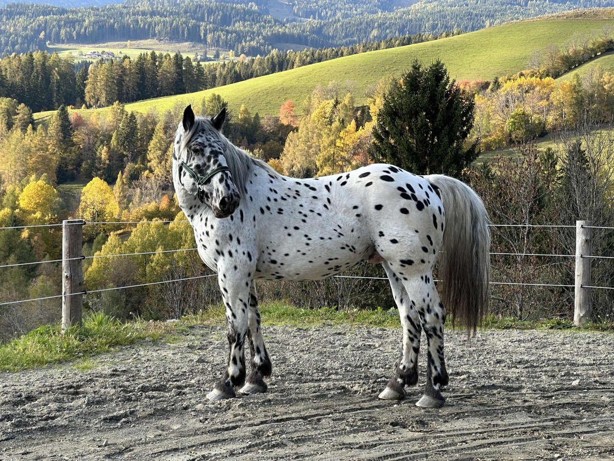 Nórico Semental 2 años 162 cm Atigrado/Moteado in St.Peter am Kammersberg Nórico Semental 2 años 162 cm Atigrado/Moteado in St.Peter am Kammersberg