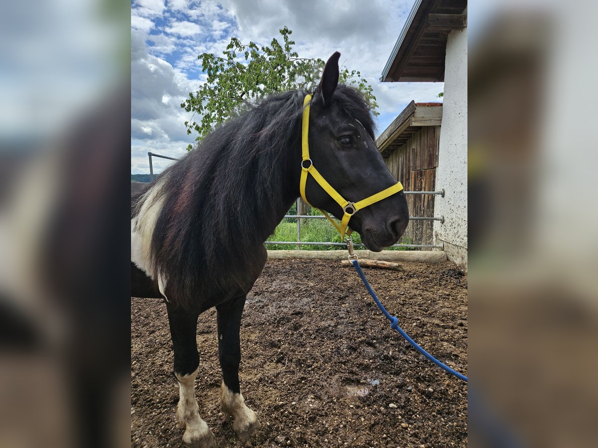 Nórico Semental 4 años 150 cm Pío in Pleiskirchen