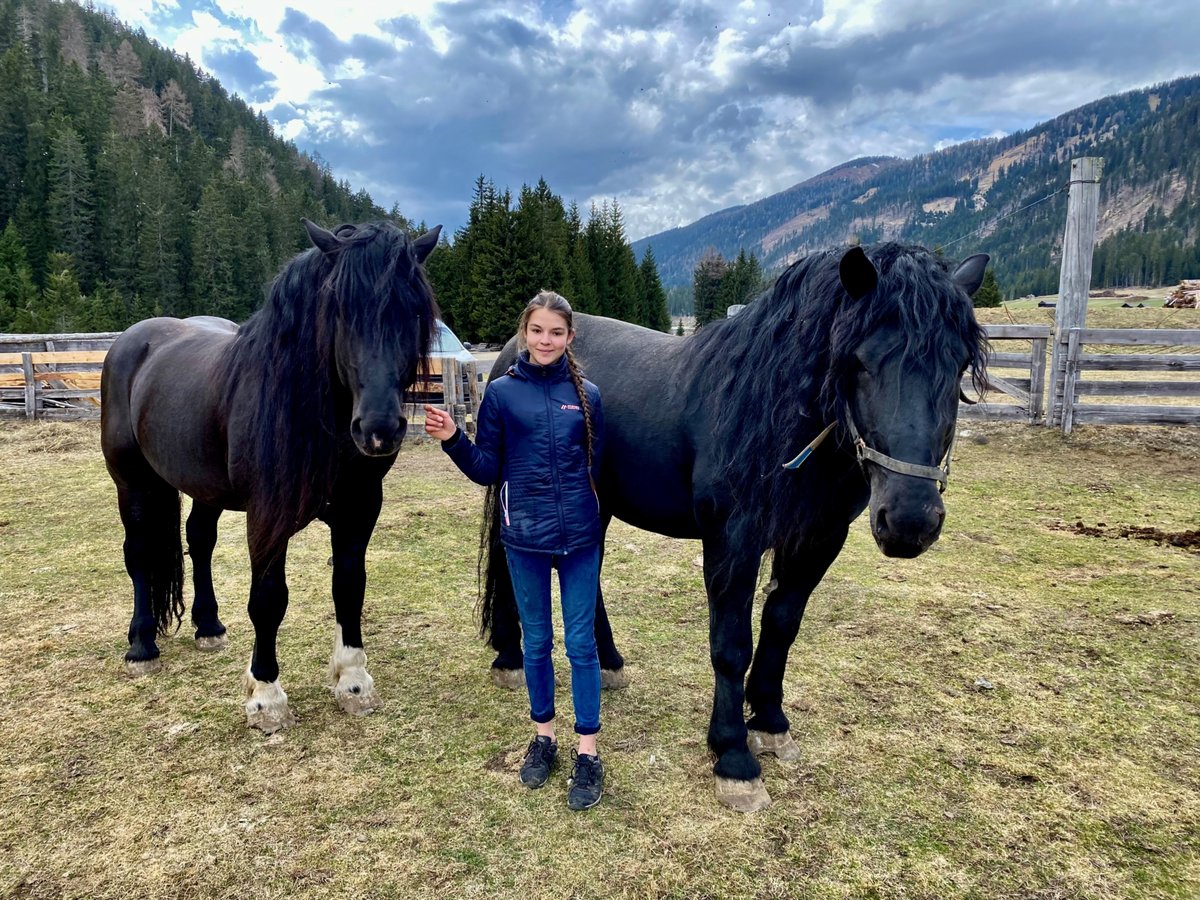 Norico Stallone 13 Anni 168 cm in Obertilliach