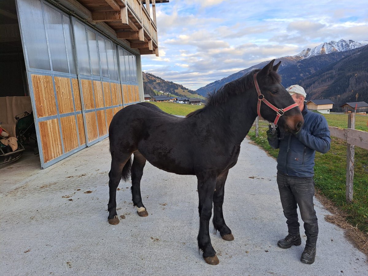 Norico Stallone 4 Anni in Obertilliach