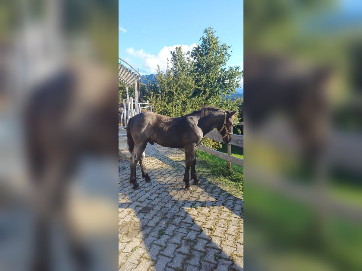 Norico Stallone Puledri (05/2025) 133 cm Leardo in Sonthofen