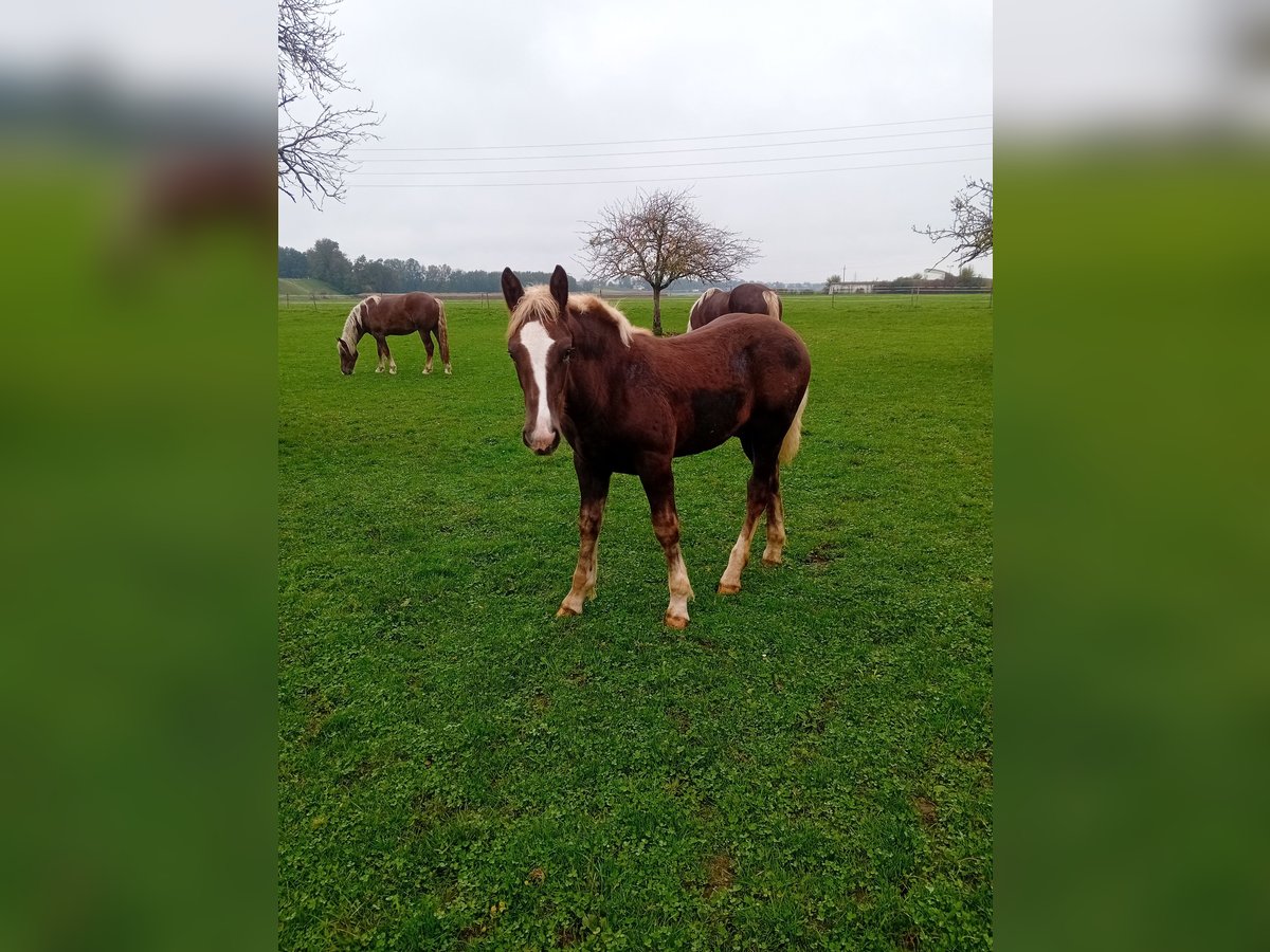 Norico Stallone Puledri (06/2024) 145 cm Sauro scuro in Burgkirchen