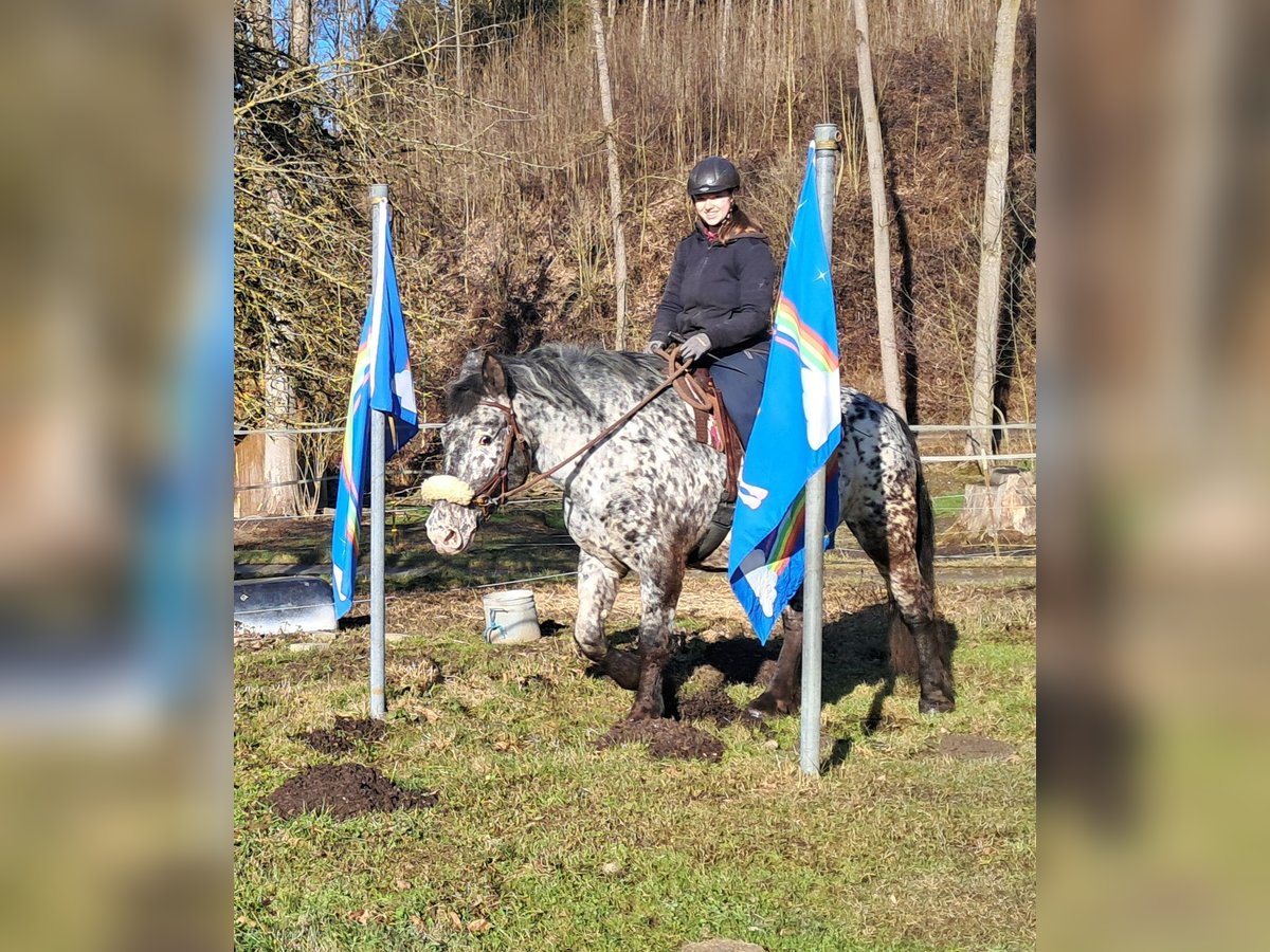 Nórico Yegua 16 años 162 cm Atigrado/Moteado in Bayerbach