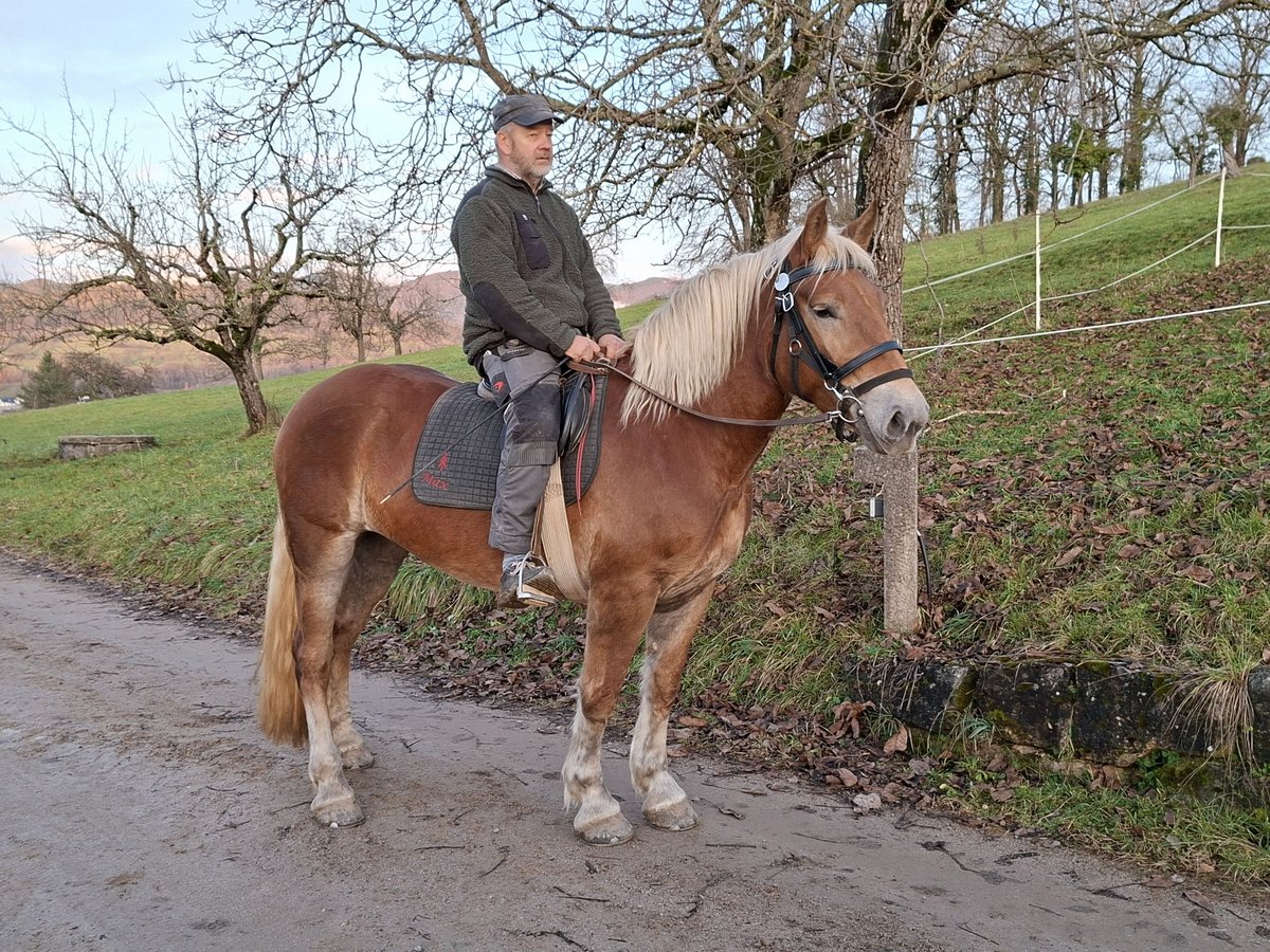 Nórico Yegua 3 años 153 cm Alazán in Zell im Wiesental