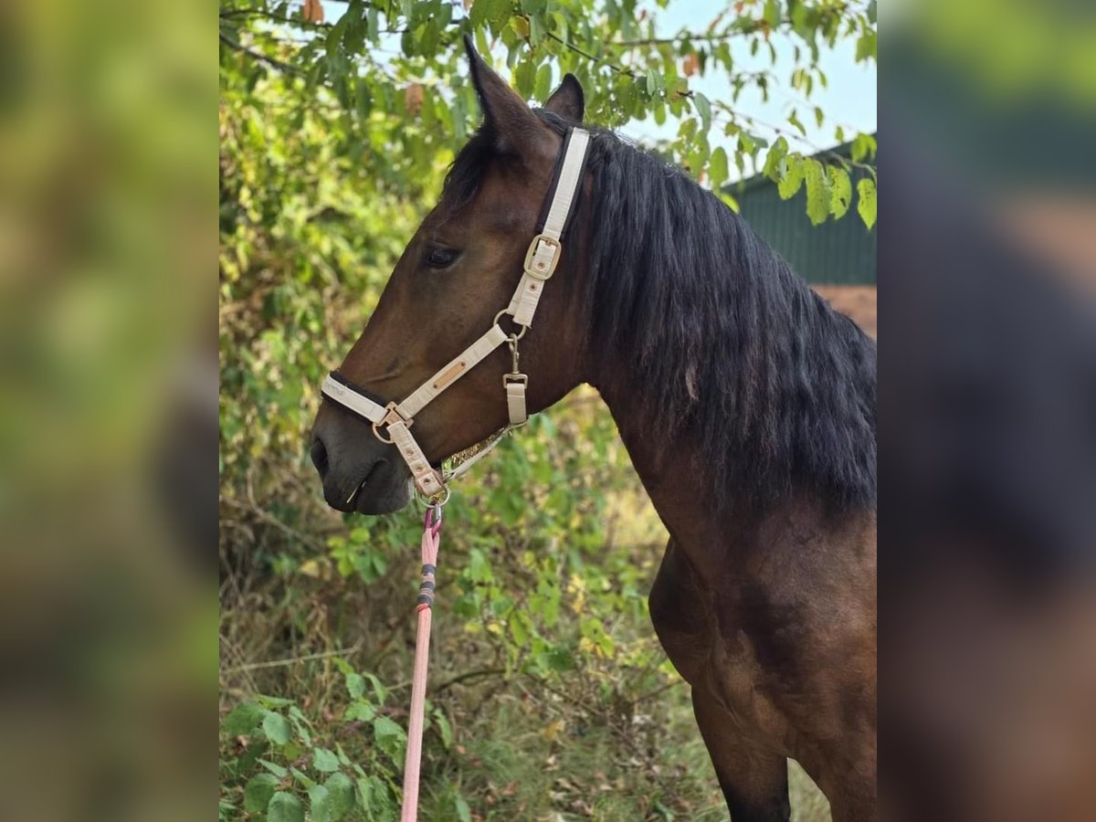 Nórico Yegua 3 años Castaño in Selent