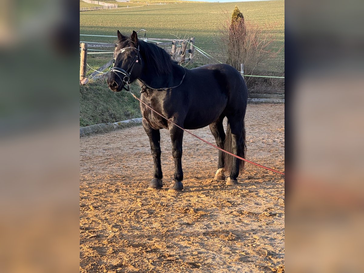 Nórico Yegua 5 años 167 cm Negro in Mitterfeld