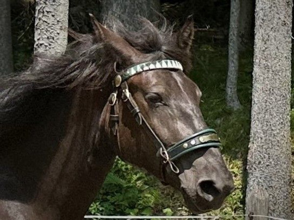 Nórico Yegua 5 años 168 cm Negro in Abtenau