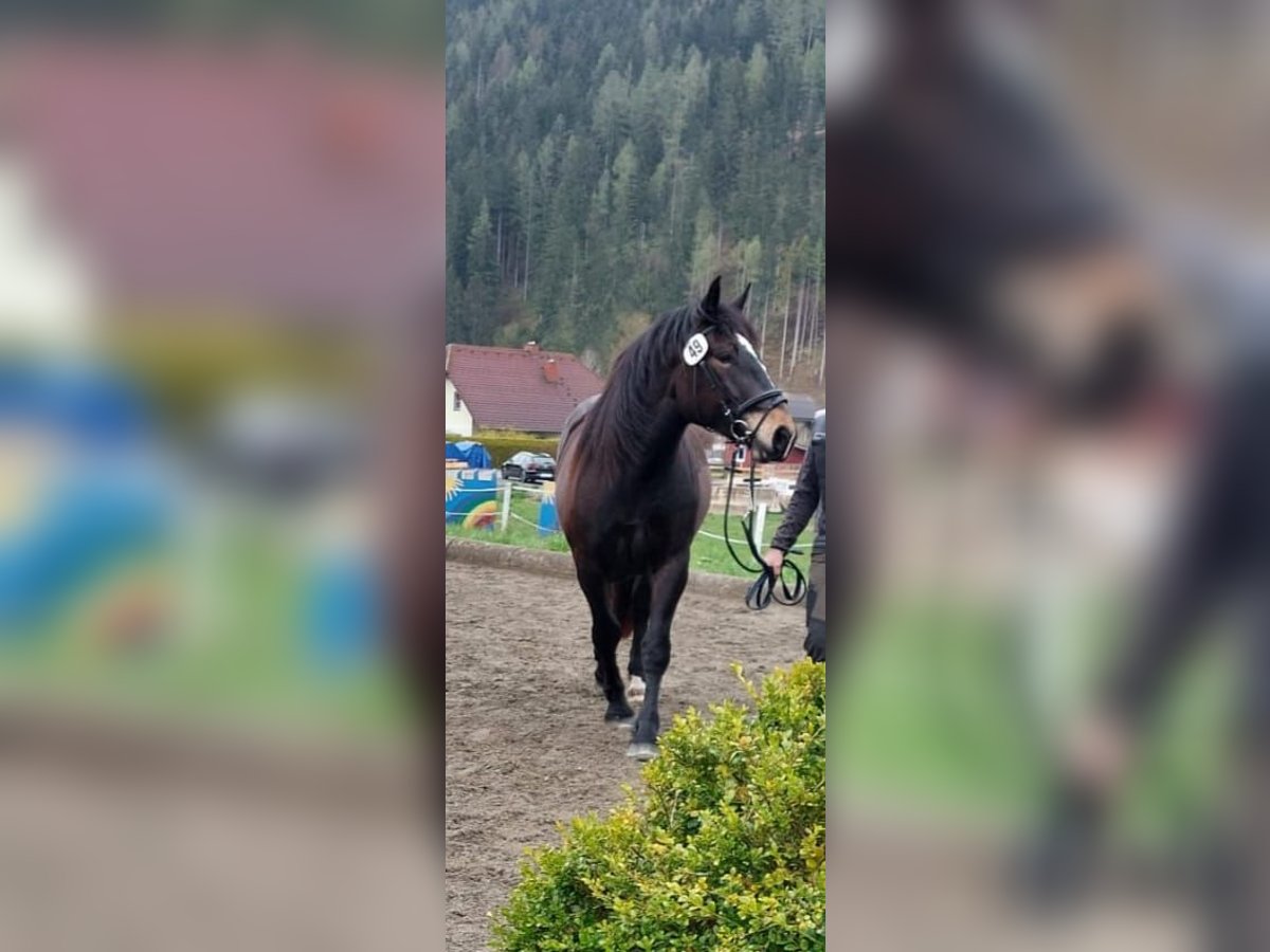 Nórico Yegua 5 años Morcillo in Baierdorf