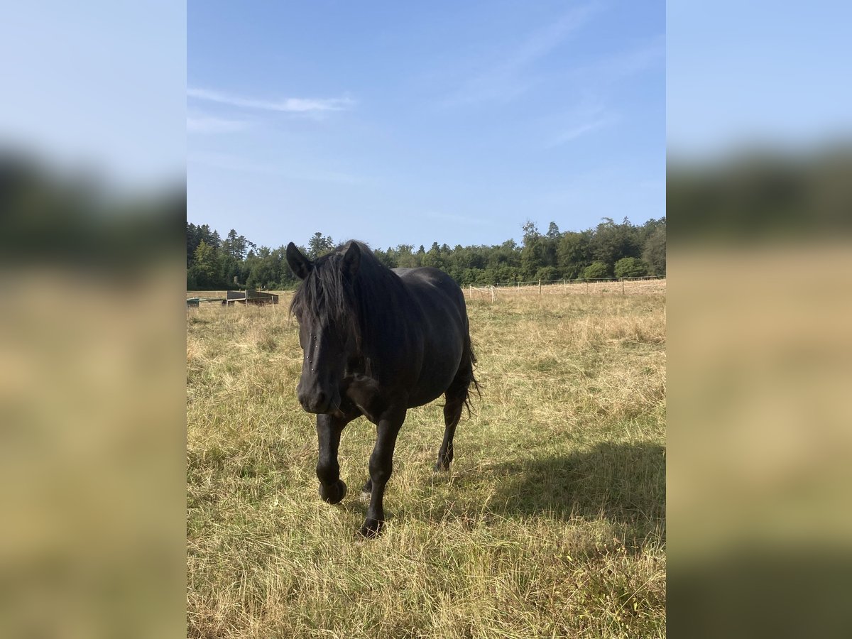 Nórico Yegua 7 años 172 cm Negro in Sulz am Neckar