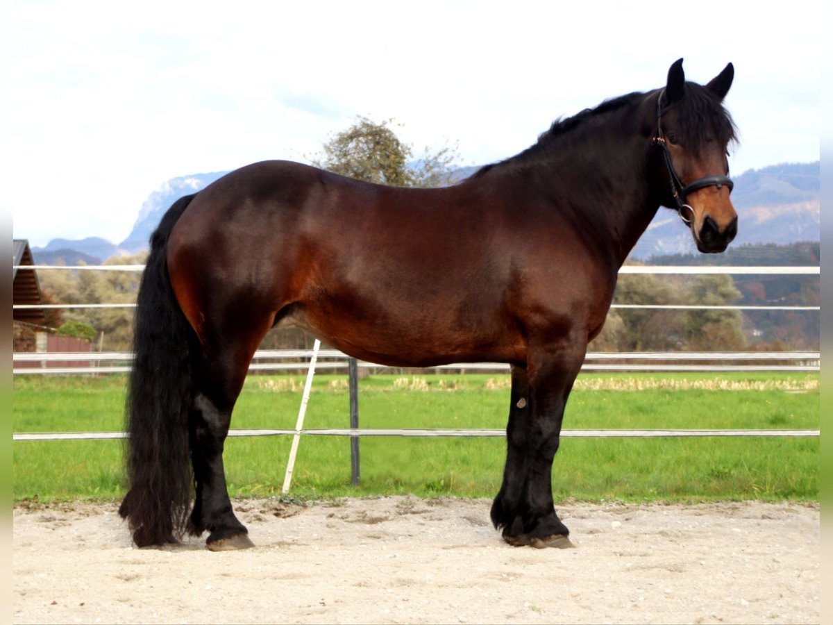 Nórico Yegua 9 años 160 cm Castaño in Kirchbichl