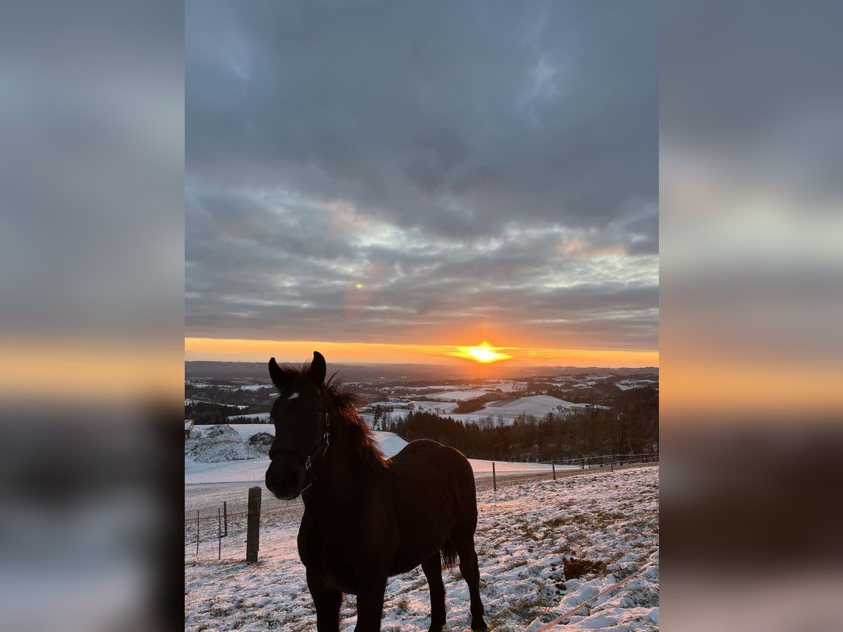 Noriker Étalon 1 Année 145 cm Bai brun foncé in Gramastetten